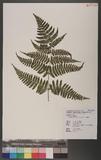 Dryopteris squamiseta (Hook.) Ktze. s