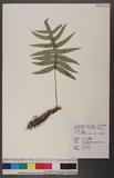 Crypsinus echinosporus (Tagawa) Tagawa jɤsp