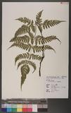 Dryopteris sparsa (Don) Ktze. 