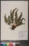 Polystichum parvipinnulum Tagawa yտ