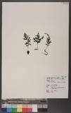Crepidomanes late-alatum (v. d. Bosch) Copel. ͬ`߿