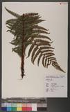 Dryopteris sp.