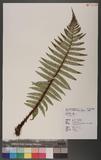 Dryopteris sp.