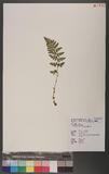 Dryopteris alpestris Tagawa 