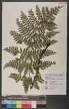 Dryopteris championii (Benth.) C. Chr. ex Ching 