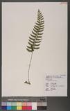 Asplenium cataractarum Rosenst K