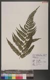 Polystichum biaristatum (Blume) Moore Gyտ