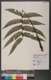 Polystichum biaristatum (Blume) Moore Gyտ