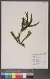 Lycopodium fordii Bak.