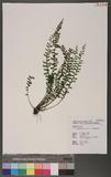 Asplenium gueinzianum Mett. ex Kuhn