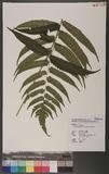 Dryopteris scottii (Bedd.) Ching v