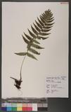 Dryopteris lepidopoda Hayata p