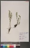 Woodsia polystichoides Eaton 