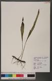 Lepisorus kawakamii (Hayata) Tagawa ˸