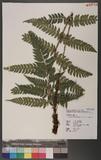 Polystichum eximium (Mett. ex Kuhn) C. Chr. sտ