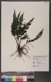 Cephalomanes laciniatum (Roxb.) DeVol ߻p