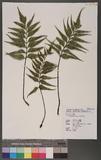 Asplenium polyodon Forst. K