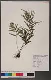 Tapeinidium pinnatum (Cav.) C. Chr. F俹