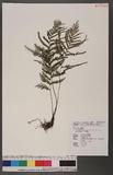 Tapeinidium pinnatum (Cav.) C. Chr. var. biserratum (Blume) Shieh GйF俹