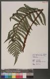 Polystichum parvipinnulum Tagawa yտ