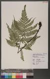 Dryopteris formosana (Christ) C. Chr. OW