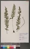 Asplenium cataractarum Rosenst K