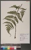 Dryopteris sparsa (Don) Ktze. 