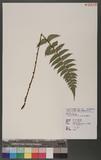 Polystichum lepidocaulon (Hook.) J. Sm. @տ