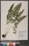 Polystichum formosanum Rosenst. OWտ