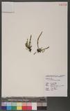 Ctenopteris obliquata (Blume) Copel. 密毛蒿蕨