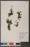 Crepidophyllum humile (Forst.) Read p俹
