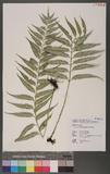 Asplenium vulcanicum Blume K