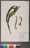 Lycopodium fordii Bak.