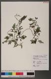 Crepidomanes bilabiatum (Nees & Blume) Copel. B߿
