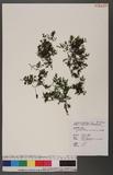 Crepidomanes bilabiatum (Nees & Blume) Copel. B߿