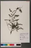 Hymenophyllum denticulatum Sw. p