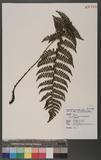 Dryopteris transmorrisonensis (Hayata) Holttum & Edwards ɤs