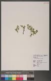 Anogramma leptophylla (L.) Link A