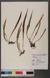 Pyrrosia gralla (Giesenh.) Ching ۸