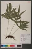 Crypsinus taeniatus (Sw.) Copel. var. palmatus (Blume) Tagawa xp