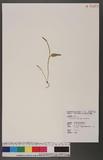 Ophioglossum petiolatum Hook. wY~p