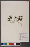 Hymenophyllum polyanthos v. d. Bosch ӸF