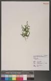 Selaginella tama-montana S.Serizawa