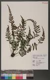 Athyrium nigripes (Blume) T. Moore ܿ\