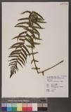 Lunathyrium pycnosorum (Christ) Koidz. `s\