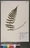 Dryopteris transmorrisonensis (Hayata) Holttum & Edwards ɤs