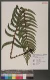 Polystichum piceopaleaceum Tagawa տ