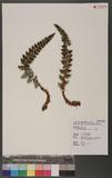 Polystichum ilicifolium (Don) Moore wտ