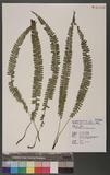 Polystichum hecatopterum Diels տ