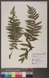 Lunathyrium pycnosorum (Christ) Koidz. `s\